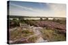 Bench Overlooking Landspace and Flowering Common Heather (Calluna Vulgaris) Dorset, England, UK-Ross Hoddinott-Stretched Canvas