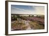 Bench Overlooking Landspace and Flowering Common Heather (Calluna Vulgaris) Dorset, England, UK-Ross Hoddinott-Framed Photographic Print