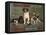 Bench Show, New England Kennel Club-null-Framed Stretched Canvas