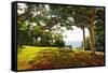 Bench Under a Flamboyan, Borinquen, Puerto Rico-George Oze-Framed Stretched Canvas