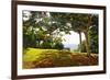 Bench Under a Flamboyan, Borinquen, Puerto Rico-George Oze-Framed Photographic Print