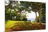 Bench Under a Flamboyan, Borinquen, Puerto Rico-George Oze-Mounted Photographic Print