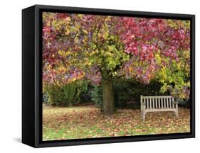 Bench under Liquidambar Tree, Hilliers Gardens, Ampfield, Hampshire, England, United Kingdom-Jean Brooks-Framed Stretched Canvas