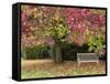 Bench under Liquidambar Tree, Hilliers Gardens, Ampfield, Hampshire, England, United Kingdom-Jean Brooks-Framed Stretched Canvas