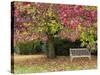 Bench under Liquidambar Tree, Hilliers Gardens, Ampfield, Hampshire, England, United Kingdom-Jean Brooks-Stretched Canvas