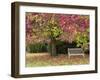 Bench under Liquidambar Tree, Hilliers Gardens, Ampfield, Hampshire, England, United Kingdom-Jean Brooks-Framed Photographic Print