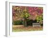 Bench under Liquidambar Tree, Hilliers Gardens, Ampfield, Hampshire, England, United Kingdom-Jean Brooks-Framed Photographic Print