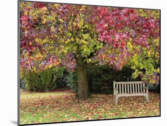 Bench under Liquidambar Tree, Hilliers Gardens, Ampfield, Hampshire, England, United Kingdom-Jean Brooks-Mounted Photographic Print