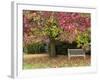 Bench under Liquidambar Tree, Hilliers Gardens, Ampfield, Hampshire, England, United Kingdom-Jean Brooks-Framed Photographic Print