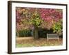 Bench under Liquidambar Tree, Hilliers Gardens, Ampfield, Hampshire, England, United Kingdom-Jean Brooks-Framed Photographic Print