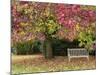 Bench under Liquidambar Tree, Hilliers Gardens, Ampfield, Hampshire, England, United Kingdom-Jean Brooks-Mounted Photographic Print