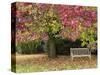 Bench under Liquidambar Tree, Hilliers Gardens, Ampfield, Hampshire, England, United Kingdom-Jean Brooks-Stretched Canvas