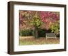 Bench under Liquidambar Tree, Hilliers Gardens, Ampfield, Hampshire, England, United Kingdom-Jean Brooks-Framed Photographic Print