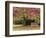 Bench under Liquidambar Tree, Hilliers Gardens, Ampfield, Hampshire, England, United Kingdom-Jean Brooks-Framed Photographic Print