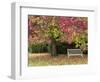 Bench under Liquidambar Tree, Hilliers Gardens, Ampfield, Hampshire, England, United Kingdom-Jean Brooks-Framed Photographic Print