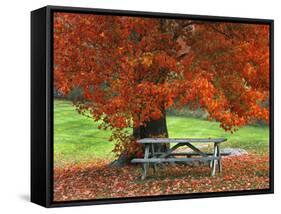 Bench under Maple in Autumn, West Park, New York City, USA-Jaynes Gallery-Framed Stretched Canvas