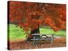 Bench under Maple in Autumn, West Park, New York City, USA-Jaynes Gallery-Stretched Canvas