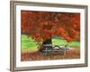 Bench under Maple in Autumn, West Park, New York City, USA-Jaynes Gallery-Framed Photographic Print