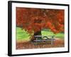 Bench under Maple in Autumn, West Park, New York City, USA-Jaynes Gallery-Framed Photographic Print