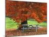 Bench under Maple in Autumn, West Park, New York City, USA-Jaynes Gallery-Mounted Photographic Print