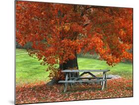 Bench under Maple in Autumn, West Park, New York City, USA-Jaynes Gallery-Mounted Photographic Print