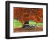 Bench under Maple in Autumn, West Park, New York City, USA-Jaynes Gallery-Framed Photographic Print