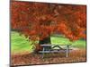 Bench under Maple in Autumn, West Park, New York City, USA-Jaynes Gallery-Mounted Photographic Print