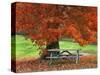 Bench under Maple in Autumn, West Park, New York City, USA-Jaynes Gallery-Stretched Canvas