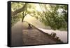 Bench under Tree Canopy at West Lake Shore in Hangzhou, Zhejiang, China, Asia-Andreas Brandl-Framed Stretched Canvas