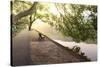 Bench under Tree Canopy at West Lake Shore in Hangzhou, Zhejiang, China, Asia-Andreas Brandl-Stretched Canvas