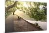 Bench under Tree Canopy at West Lake Shore in Hangzhou, Zhejiang, China, Asia-Andreas Brandl-Mounted Photographic Print