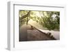 Bench under Tree Canopy at West Lake Shore in Hangzhou, Zhejiang, China, Asia-Andreas Brandl-Framed Photographic Print