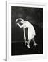 Gramercy White