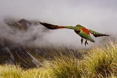 Kea Bird New Zealand-BenediktZoller-Mounted Photographic Print