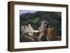 Bengal and Siberian Tiger Cubs Playing on Rocks-DLILLC-Framed Photographic Print