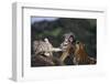 Bengal and Siberian Tiger Cubs Playing on Rocks-DLILLC-Framed Photographic Print