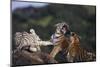 Bengal and Siberian Tiger Cubs Playing on Rocks-DLILLC-Mounted Photographic Print