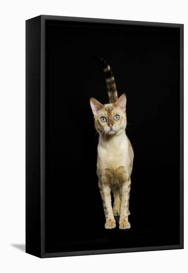 Bengal Cat Snow Colouring-null-Framed Stretched Canvas