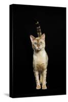 Bengal Cat Snow Colouring-null-Stretched Canvas