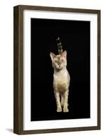 Bengal Cat Snow Colouring-null-Framed Photographic Print