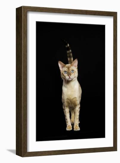 Bengal Cat Snow Colouring-null-Framed Photographic Print