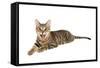 Bengal Cat-soupstock-Framed Stretched Canvas