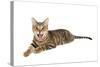 Bengal Cat-soupstock-Stretched Canvas