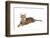 Bengal Cat-soupstock-Framed Photographic Print