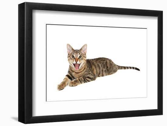 Bengal Cat-soupstock-Framed Photographic Print