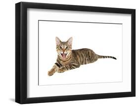 Bengal Cat-soupstock-Framed Photographic Print