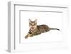 Bengal Cat-soupstock-Framed Photographic Print