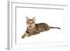 Bengal Cat-soupstock-Framed Photographic Print