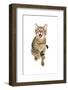 Bengal Cat-soupstock-Framed Photographic Print