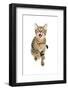 Bengal Cat-soupstock-Framed Photographic Print